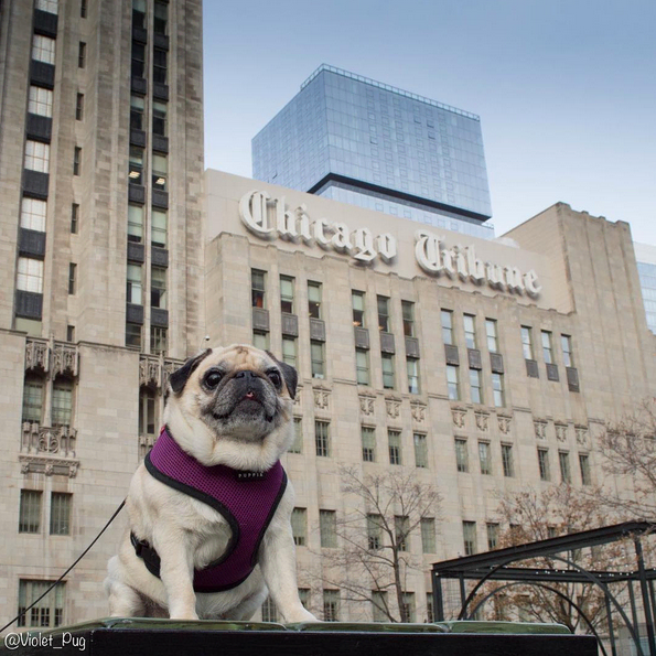 Violet the Pug Chicago Job Tips